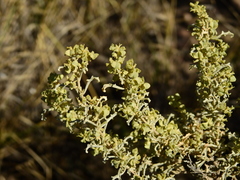 Atriplex lampa