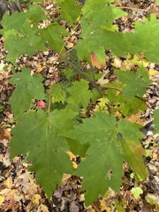 Acer rubrum