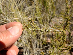 Acantholippia seriphioides