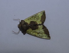 Stiria ischune