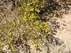 Larrea cuneifolia