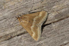 Pyrausta aerealis