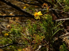 Senecio subulatus erectus