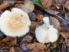 Russula fellea