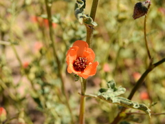 Sphaeralcea miniata