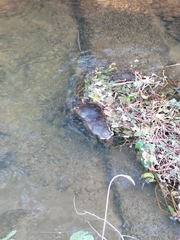 Myocastor coypus