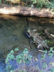 Myocastor coypus