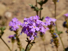 Glandularia mendocina