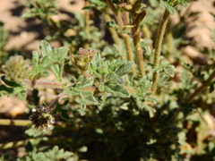 Glandularia mendocina