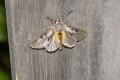 Euscirrhopterus discifera