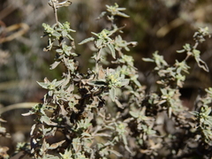 Buddleja mendozensis