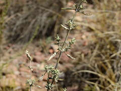 Buddleja mendozensis