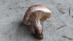 Pudorini