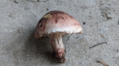 Pudorini