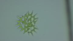 Hydrodictyaceae