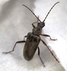 Acmaeops proteus