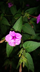 Mirabilis jalapa