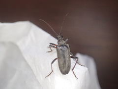 Acmaeops proteus