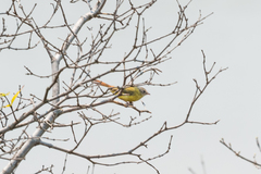 Erythrocercus livingstonei
