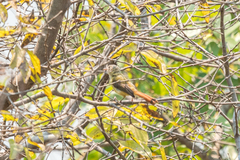 Erythrocercus livingstonei