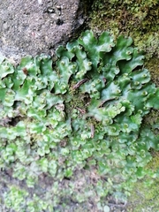 Marchantia paleacea
