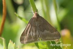 Pyrausta aerealis