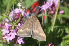 Pyrausta aerealis