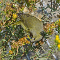 Leiothlypis celata lutescens