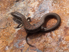 Elgaria multicarinata multicarinata