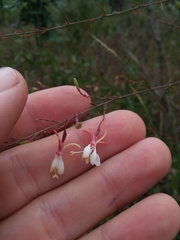 Oenothera filipes