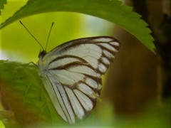 Appias libythea olferna