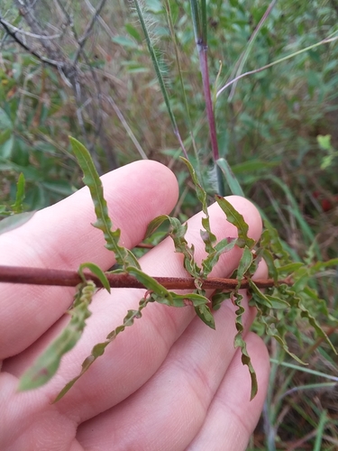 Image of Oenothera filipes by (c) Will McFarland, some rights reserved (CC BY)