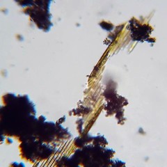 Bacillaria paxillifera