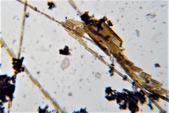 Bacillaria paxillifera