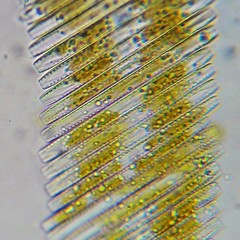 Bacillaria paxillifera