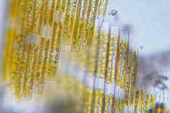 Bacillaria paxillifera