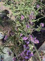 Verbena bonariensis