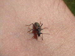 Acmaeops proteus