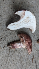 Pudorini