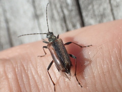 Acmaeops proteus