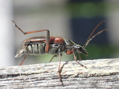 Acmaeops proteus