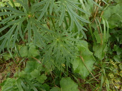 Aconitum tauricum