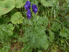 Aconitum tauricum