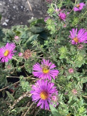 Apis mellifera