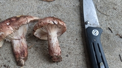 Pudorini