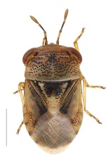 Geocoris luridus