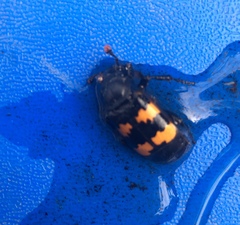 Nicrophorus interruptus
