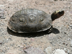 Rhinoclemmys rubida rubida