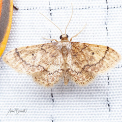 Idaea celtima