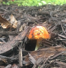 Amanita erythrocephala